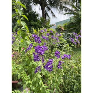 Cây hoa chuỗi ngọc tím đậm