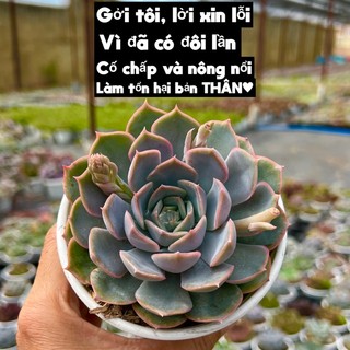 Cây sen đá liên đài hồng thuanphat garden size trung bình 8-10cm, màu đẹp, lỗi 1 đổi 1