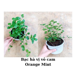 Cây bạc hà cam orange mint, chỉ giao từ HN trở vào nam