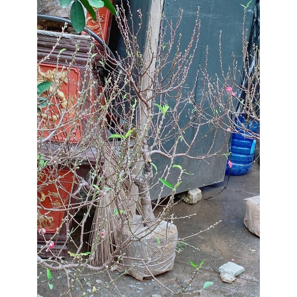 Cây Hoa Đào Tết