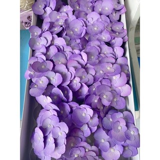 hoa tú cầu chùn nhỏ 12 hoa