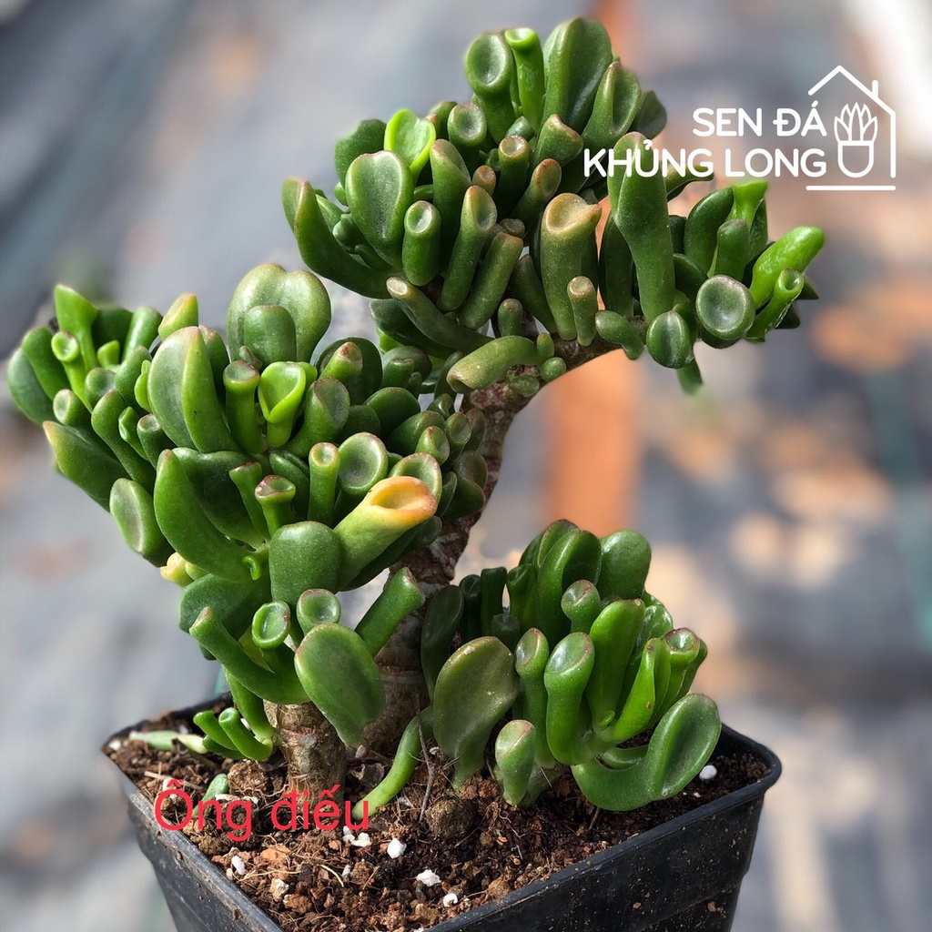 Sen đá Ống Điếu - crassula ovata hobbit