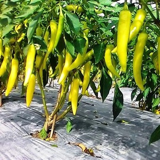 #Hạt_Giống_Ớt_Sừng_Vàng_Châu_Phi ( tặng kèm kích mầm )