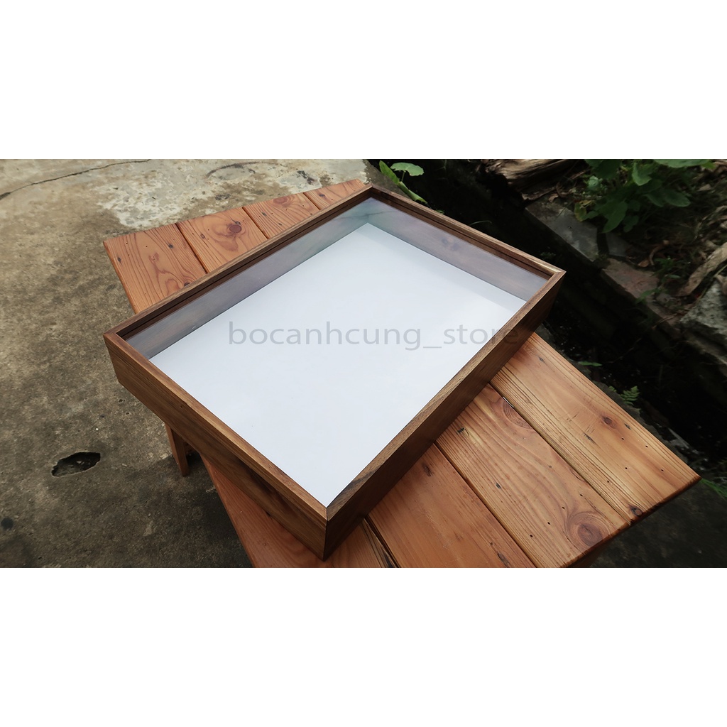 Hộp tiêu bản bọ cánh cứng gỗ tự nhiên 32x47x8cm