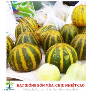 Hạt giống dưa bở