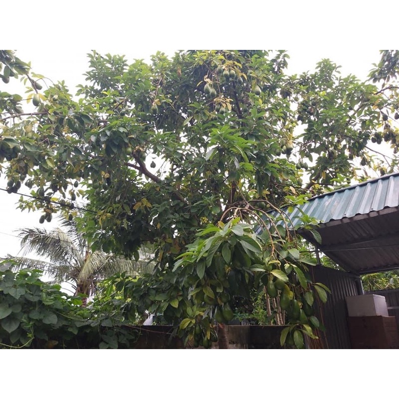 Cây bơ giống cho quả nhanh