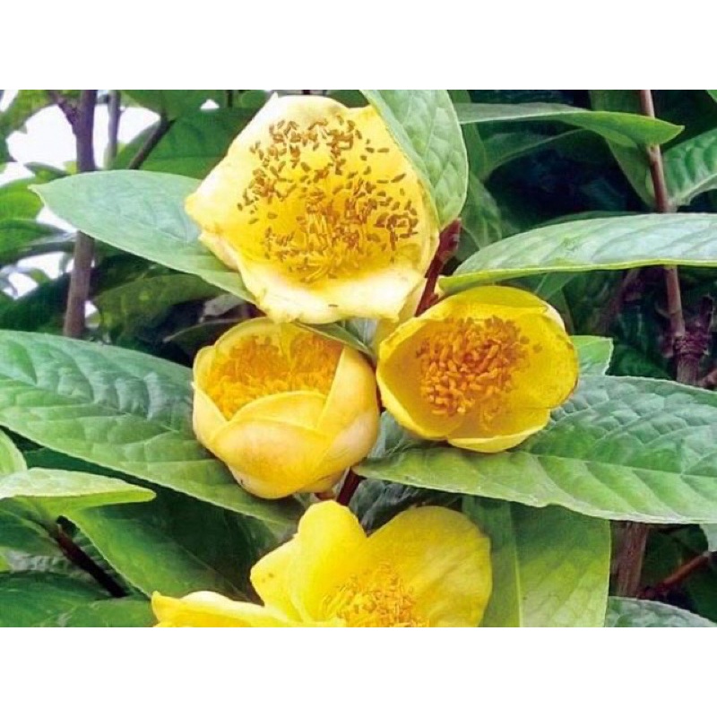 Cây giống trà hoa vàng 25-30cm