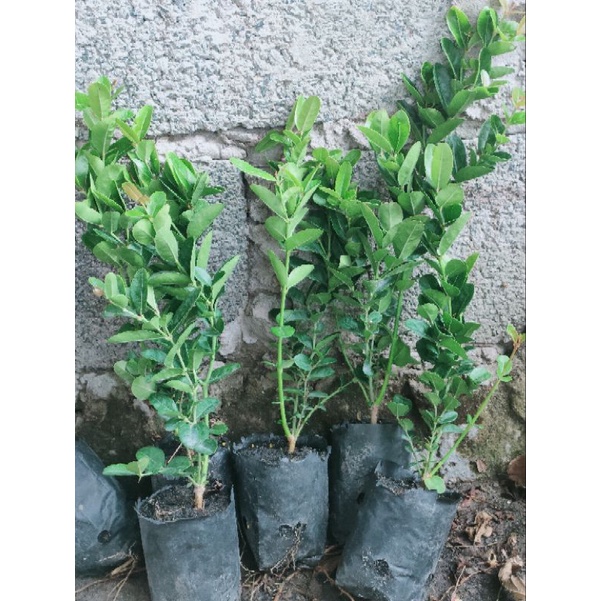 Combo 5 cây siro giá 75k. Hàng đẹp,khoẻ,mau cho trái, dễ chăm