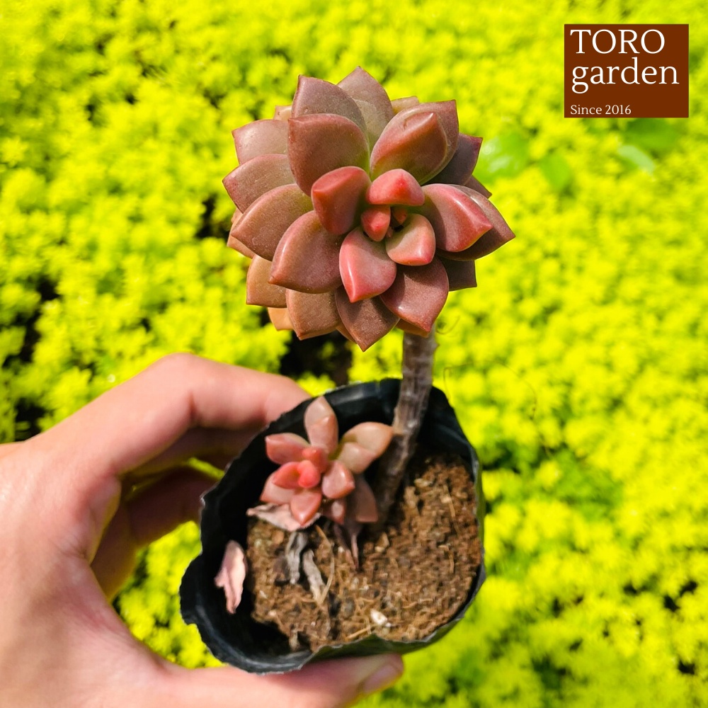 Sen đá đá nâu cổ thụ Đà Lạt size bé cây cảnh trang trí nhà cửa Toro garden