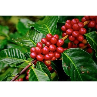 Cây Cà Phê ARABICA  (Giống Cây Siêu Tốt Chuẩn F1)