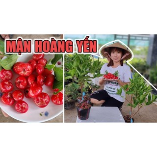 Cây Mận Hoàng Yến Thuần trồng Chậu được