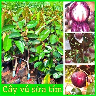 Giống cây vú sữa mica tím