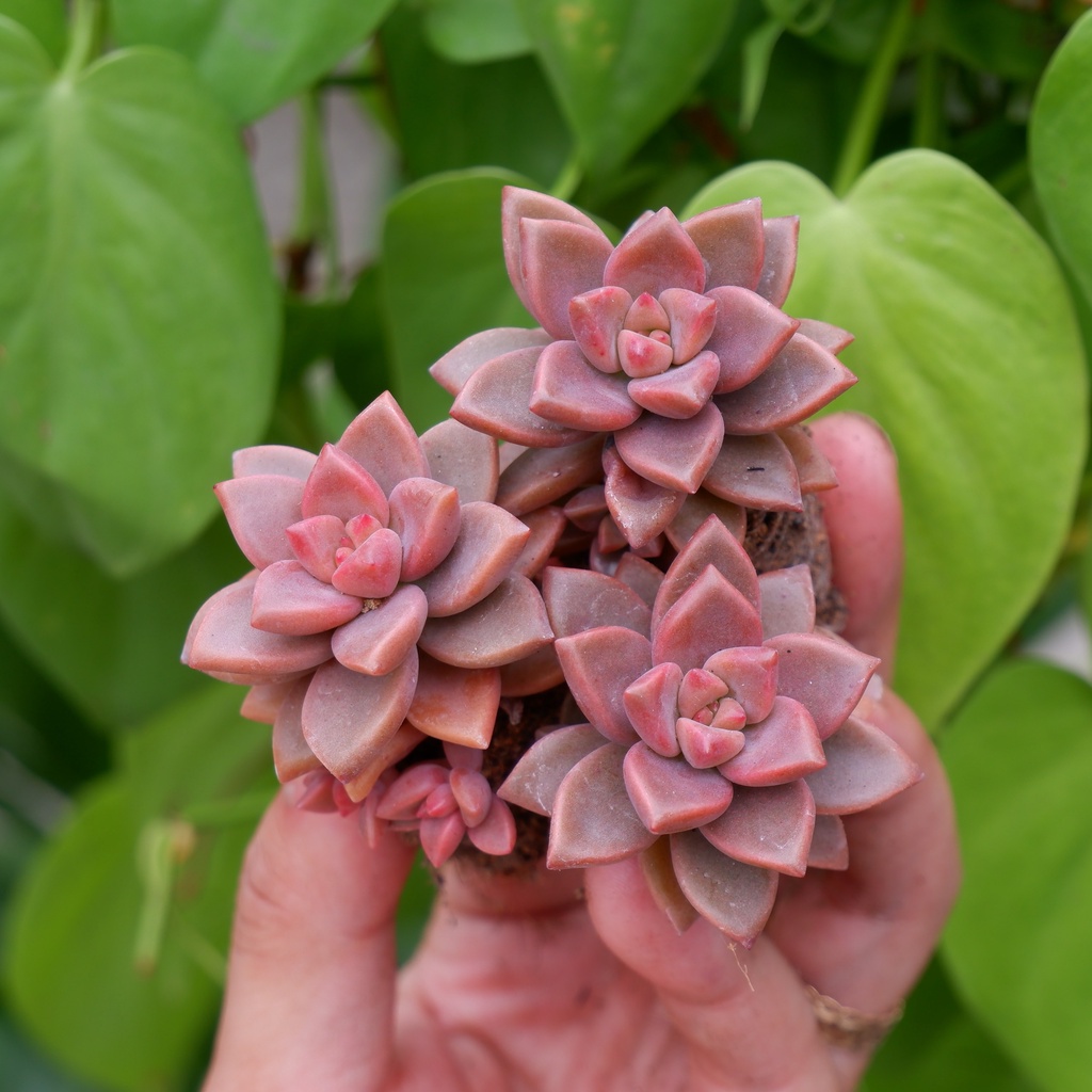 SEN ĐÁ NÂU MINI SIZE 3-4CM HƯ 1 ĐỔI 1