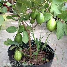 Cây giống ổi lê lùn trồng chậu coconut_toroto_dl