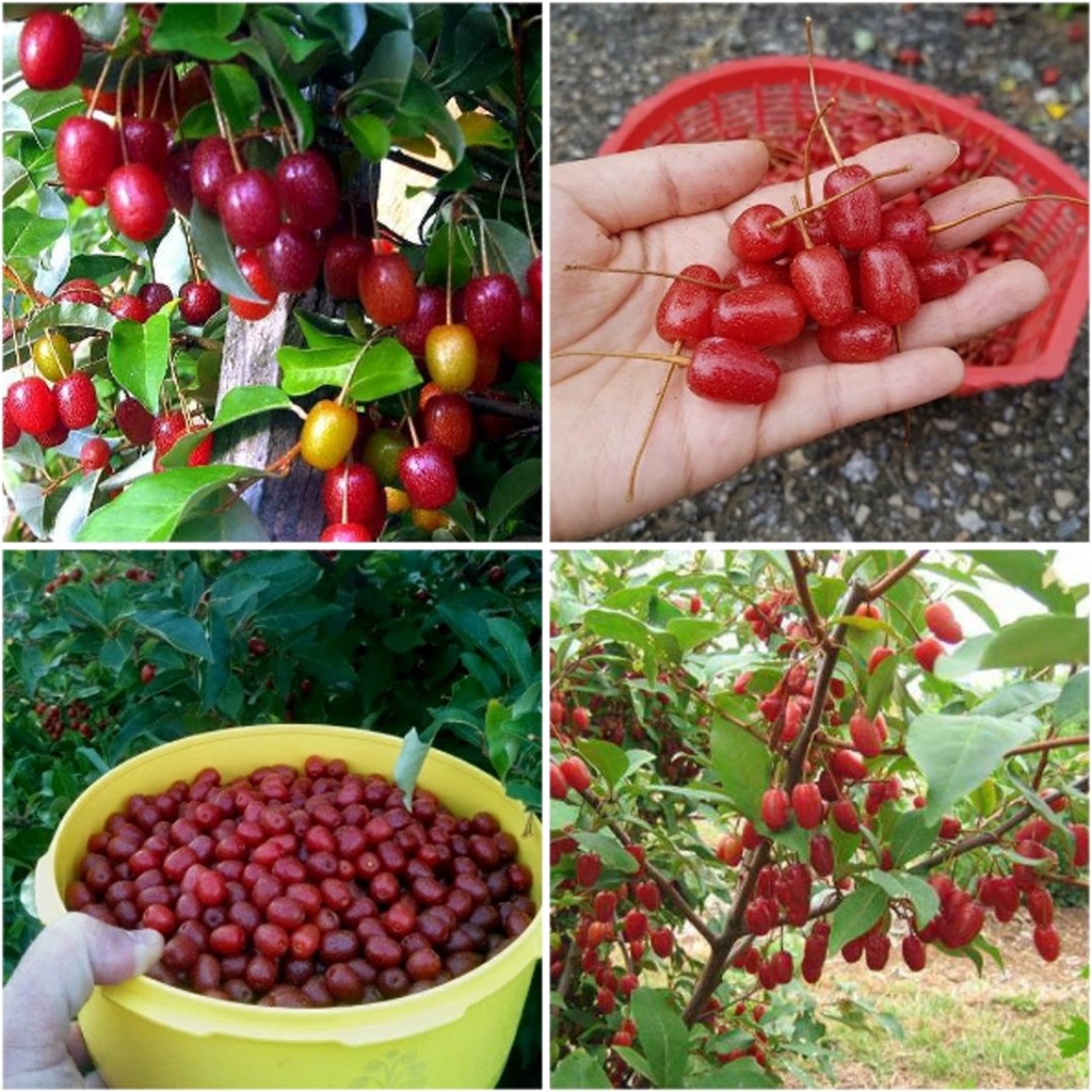 CÂY GIỐNG NHÓT TA.