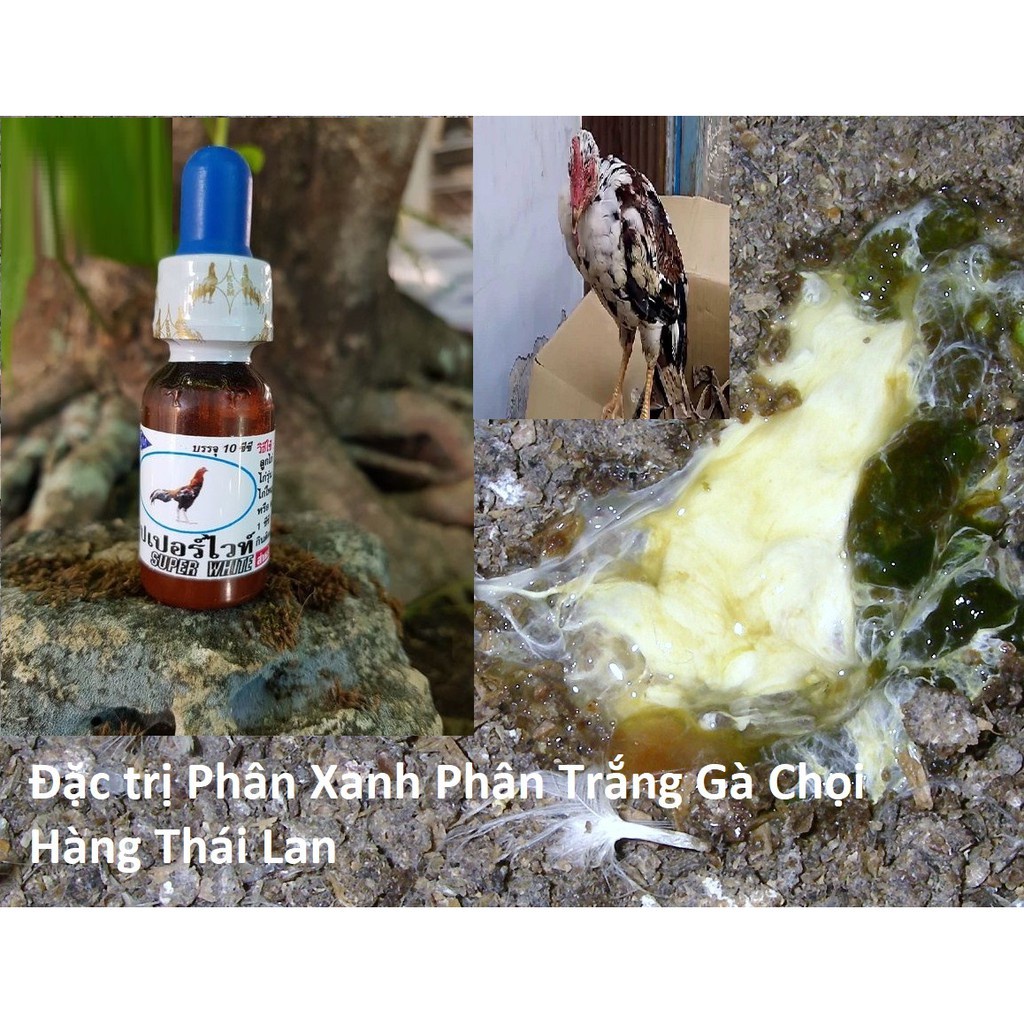 Đi ỉa gà chọi Super white (Thái)- phân xanh gà đá, phân trắng gà dạng