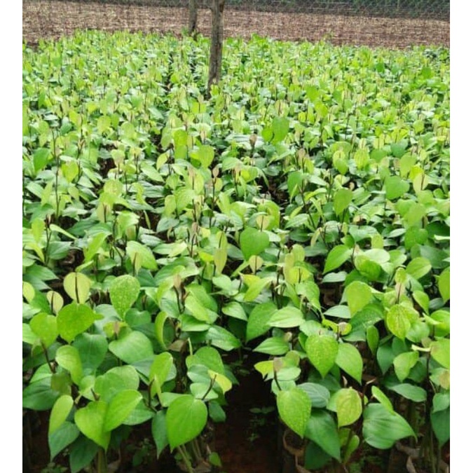 CÂY TIÊU GIỐNG VĨNH LINH (TIÊU ÁC VĨNH LINH)