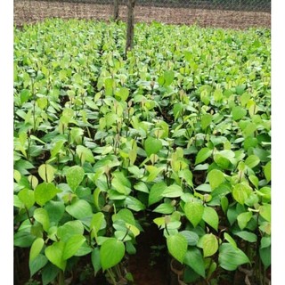 Cây tiêu giống vĩnh linh