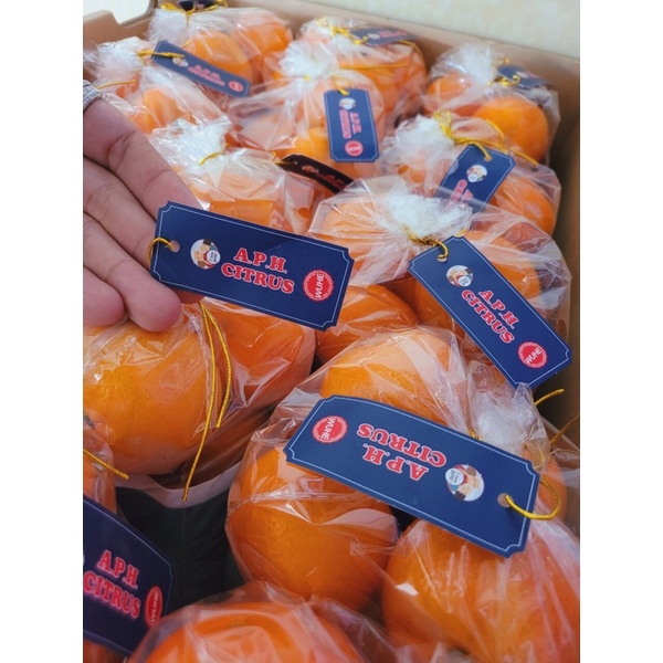 🍊🍊QUÝT A.P.H Citrus 🍊🍊