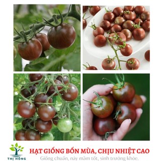 Hạt giống cà chua cherry đen 0.1g (giòn, ngọt)