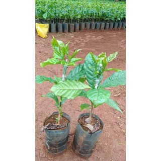 Giống cây cà phê ghép ( chuẩn giống đắk lắk\) ( sản phẩm có bảo hành đỏi trả)