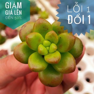 🔆🔆sen đá sỏi kẹo size mini - lỗi 1 đổi 1🔆🔆