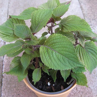 #Hạt_Giống_Tía_Tô