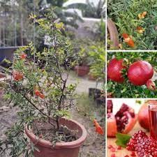 Cây Giống Lựu Đỏ Ấn Độ ( sản phẩm có bảo hành)