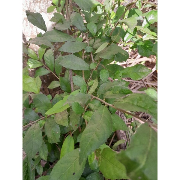 Combo 1kg cây Duối nhám dùng làm dược liệu