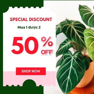 Chậu Philodendron Gloriosum White Vein - Philodendron Gloriosum White Veins - Gloriosum White Vein