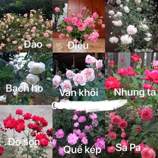 Gốc hồng cổ sapa gốc to khoẻ được chọn màu
