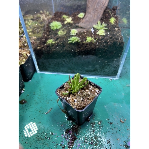 Cây bắt mồi , heliamphora minor