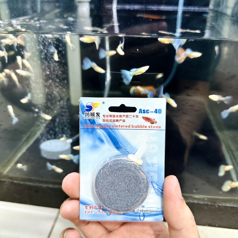 Sủi Dĩa Oxy Hồ Cá - Đá Sủi Dĩa Oxi Mịn Cho Bể Cá Thuỷ Sinh ( 4cm )