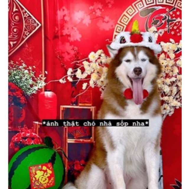 Mũ lân dành cho thú cưng