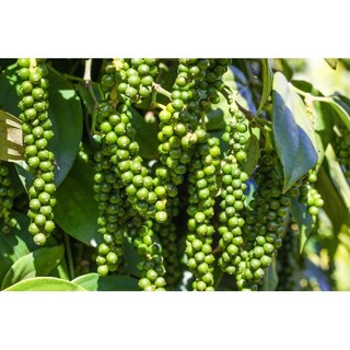 CÂY TIÊU GIỐNG VĨNH LINH (TIÊU ÁC VĨNH LINH)