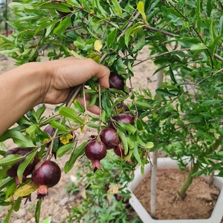 Giống Cây Lựu Quả Tím - Lựu Đen (6 tháng cho trái)