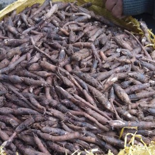 sâm cau đen ( tiên mao )