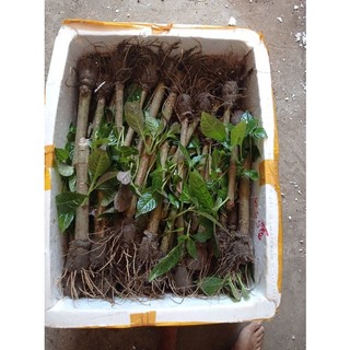 Chè khổng lồ chăn nuôi