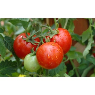 #Hạt_Giống_Cà_Chua_Siêu_Bột