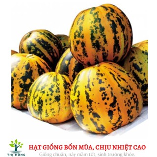 Hạt giống dưa bở (quả tròn, ăn bở, thơm ngon)