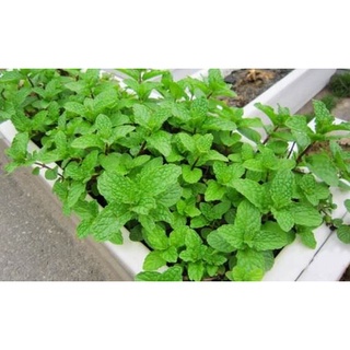 #Hạt_Giống_Húng_Tròn