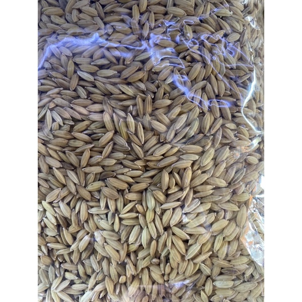 Lúa Thường Cho Chim - Gói 500g