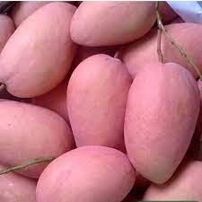 Cây giống xoài cát hồng khổng lồ coconut_toroto_dl