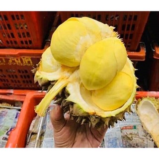 Giống Cây Sầu Riêng mini Thái Lan