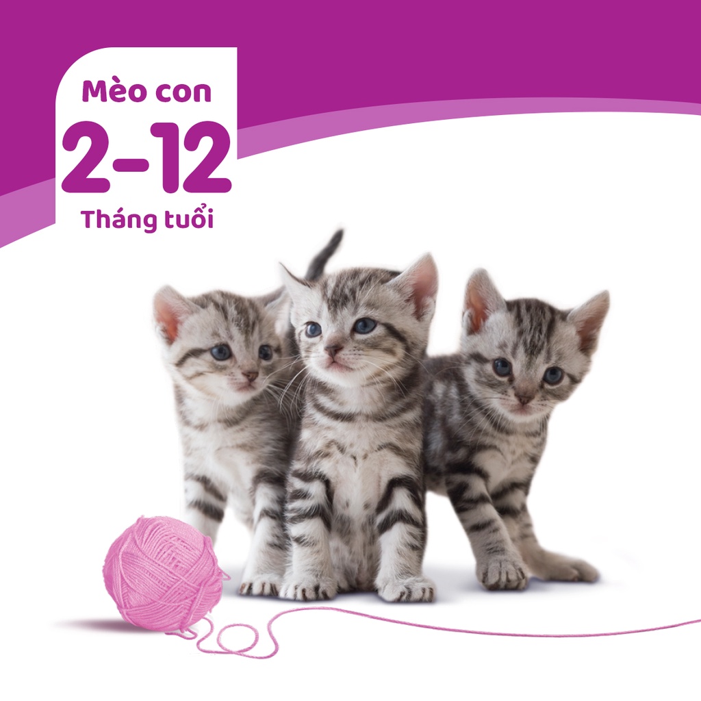 Bộ 6 Túi Thức Ăn Dạng Sốt Cho Mèo Con WHISKAS Junior Vị Cá Thu 80G