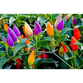 #Hạt_Giống_Ớt_Ngũ_Sắc ( tặng kèm kích mầm )