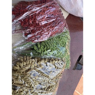 Hoa trạng Nguyên