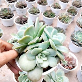 Sen đá hồng hà lan