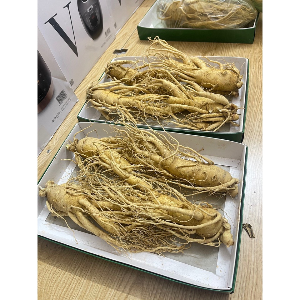 SÂM TƯƠI CHUẨN HÀN QUỐC LOẠI 4CỦ/1KG. SIZE CỦ TO 6 NĂM TUỔI
