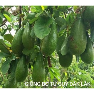 Cây giống bơ tứ quý cho trái siêu sớm
